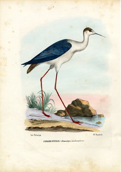 Black-Winged Stilt, 1863-79 by Raimundo Petraroja